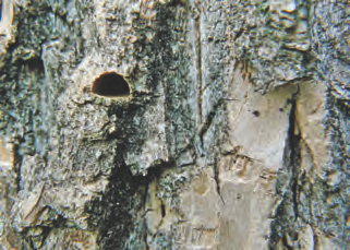 The distictive D-shaped hole left by an ash borer beetle.