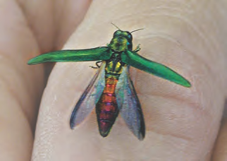 An ash borer beetle.