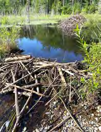 The beaver lodge and dam in Marshfield, VT.