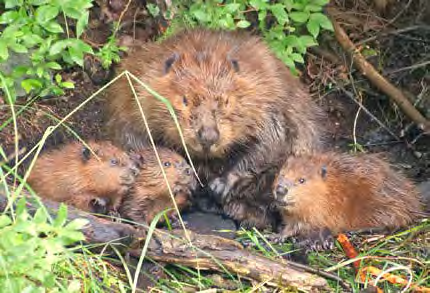 Beaver family in Hubbardton, VT.