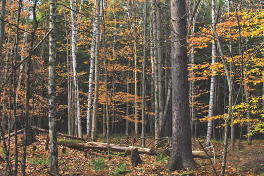 Forested open space on Blood Hill.