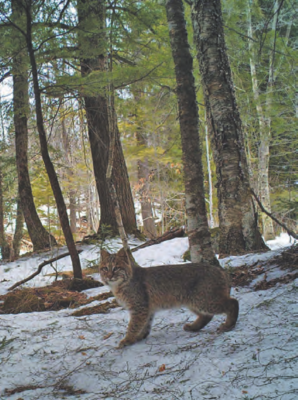 Young bobcat captured on a game camera in Norwich.