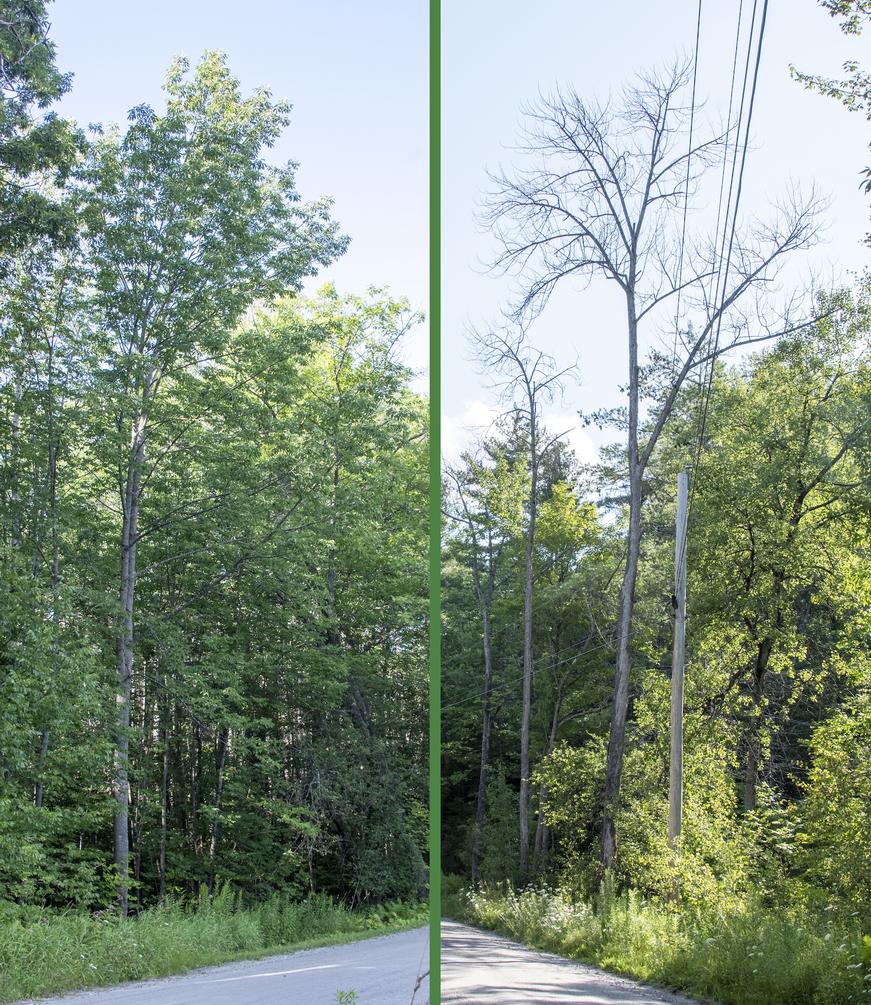 Healthy (left) and dead (right) ash trees of similar size along Tucker Hill Road.