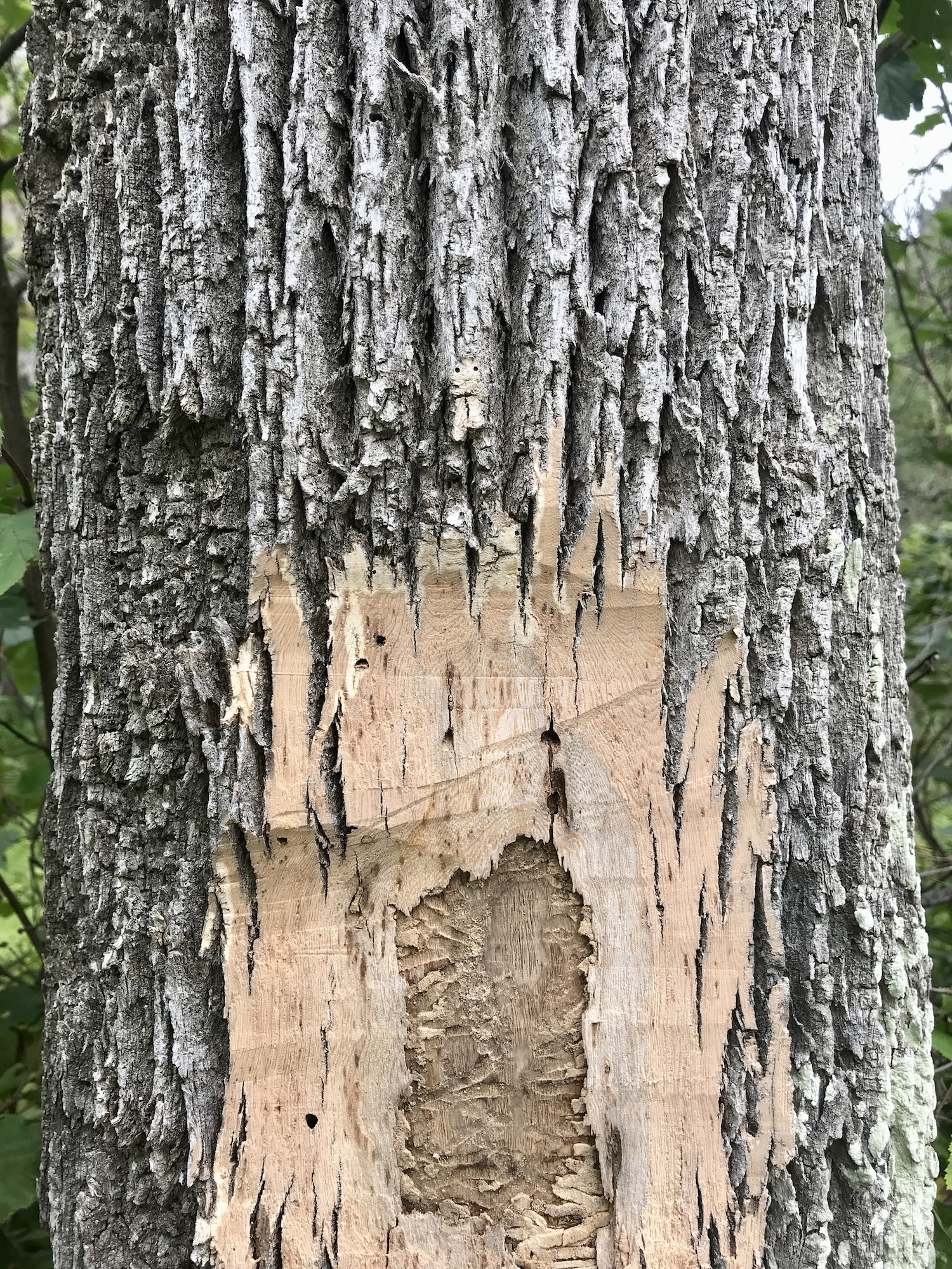 EAB-infested White Ash showing furrowed structure of bark and underlying sinuous galleries created by feeding larvae. Several D-shaped exit holesmade by emerging adults are also visible.