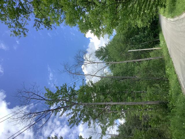 Three dead or dying White Ash along Tucker Hill Road, in close proximity to the utility wires and within the town right-of-way (ROW) of the road.