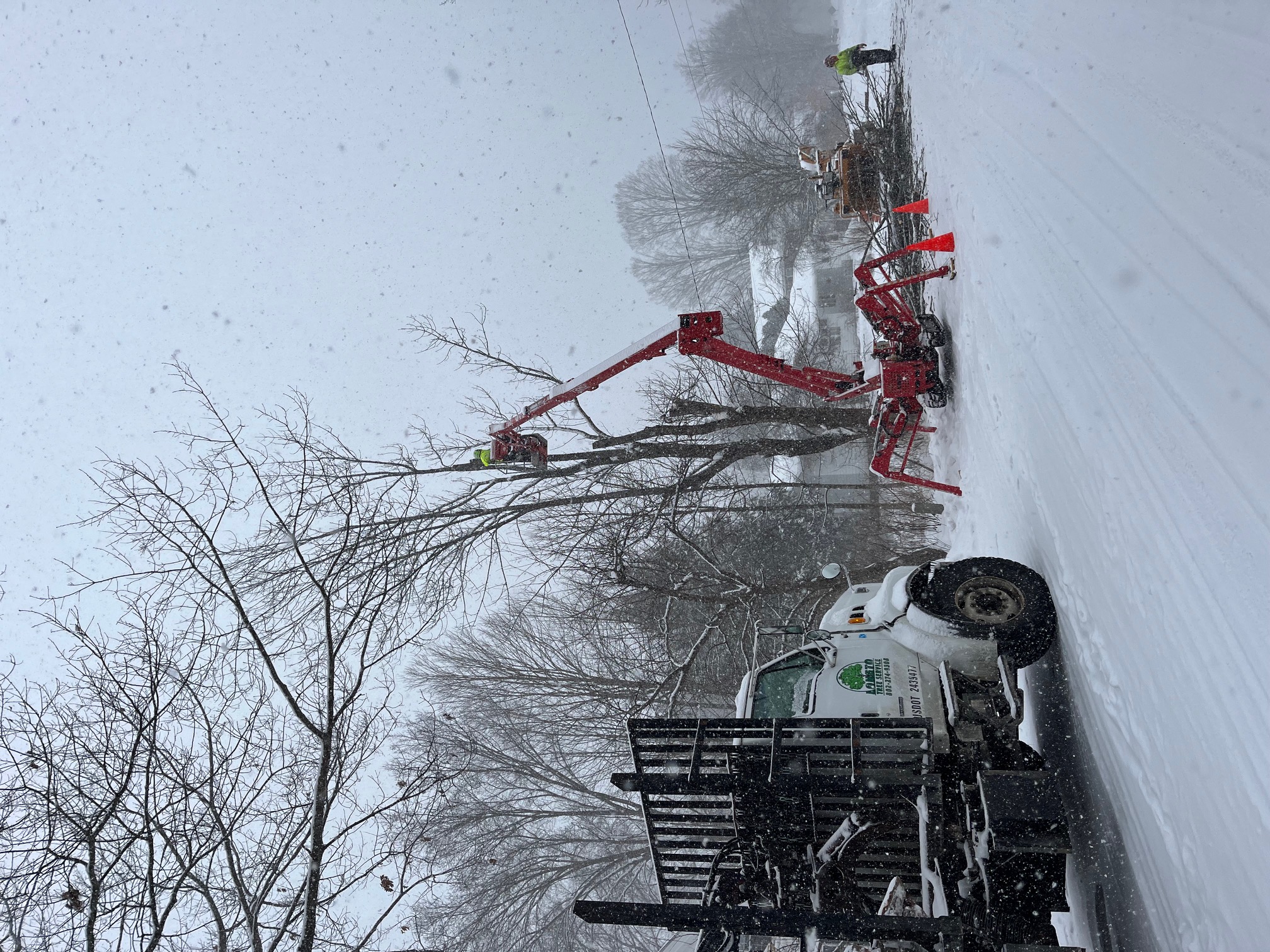 Longto Tree Service in the early stages of removing an EAB-infested ash tree at 17 Elm Street, 6 February 2025