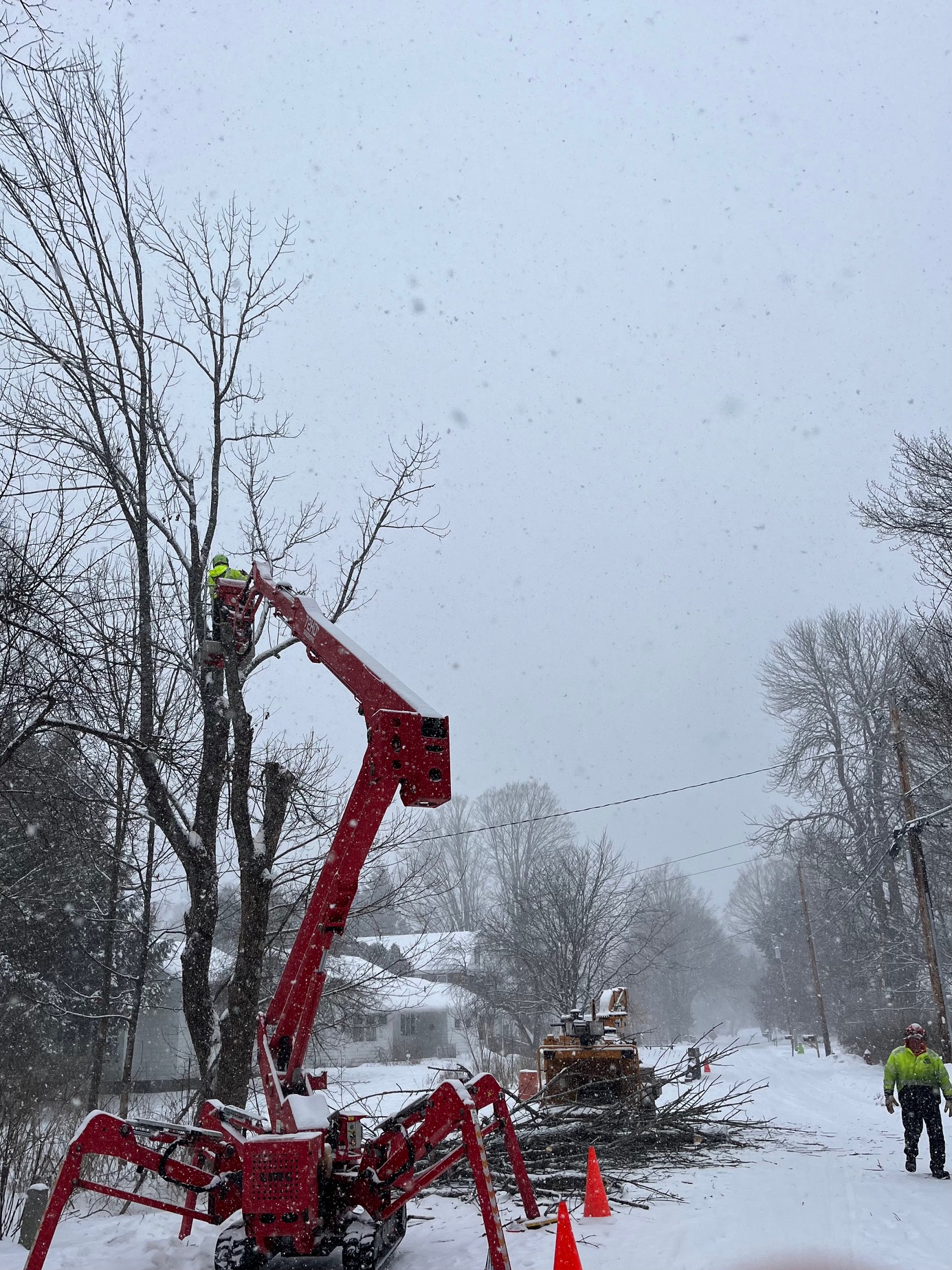 A snowstorm did not impede Longto Tree Service's removal of an EAB-infested ash at 17 Elm Street, 6 February 2025