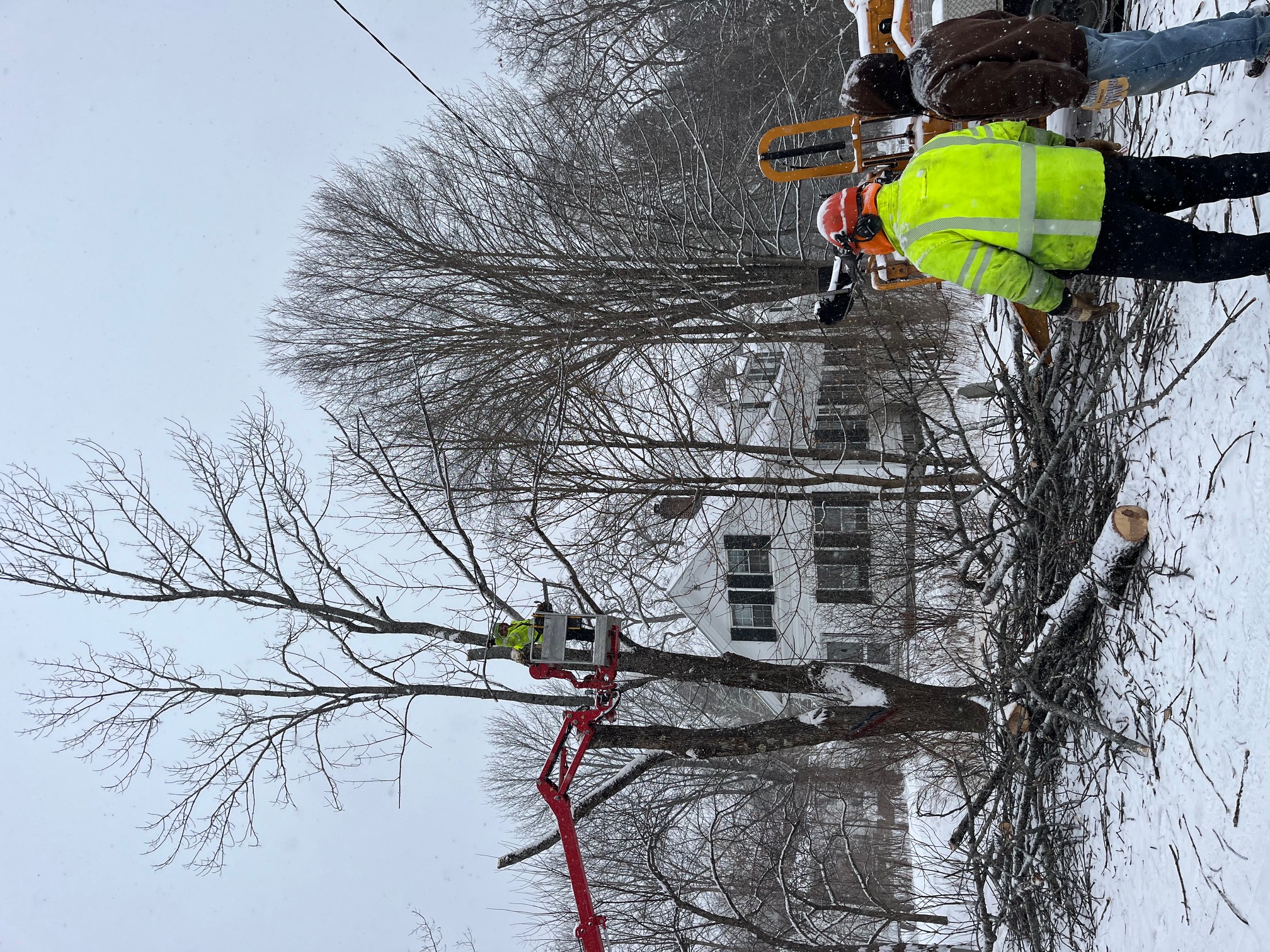 17 Elm Street residence and removal of its EAB-infested ash tree, 6 February 2025