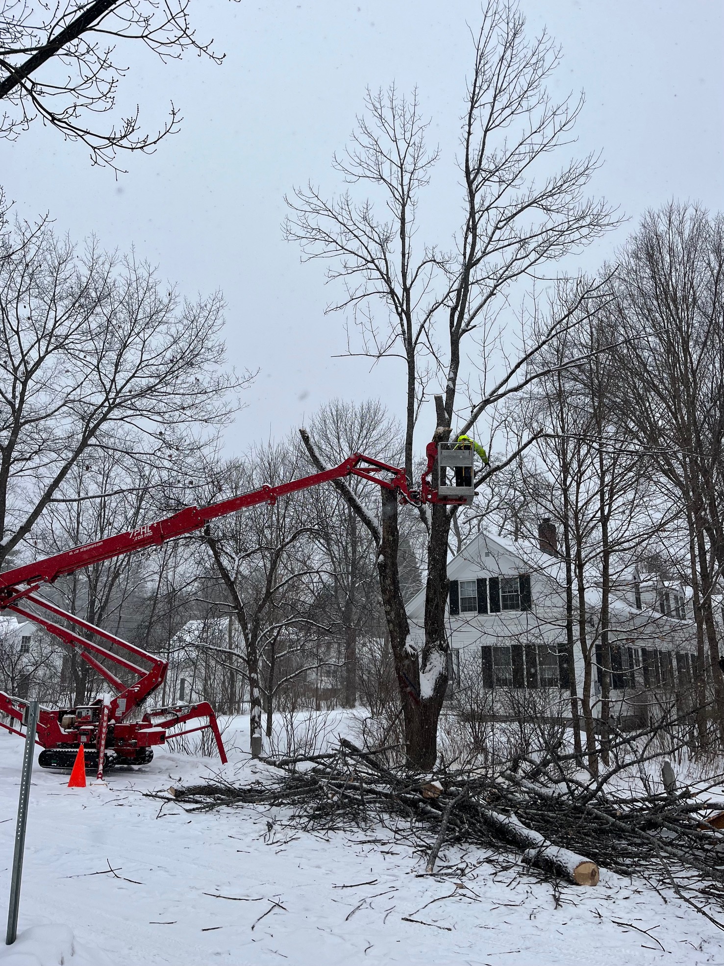 Another view of the 17 Elm Street residence and its EAB-infested ash tree being removed, 6 February 2025