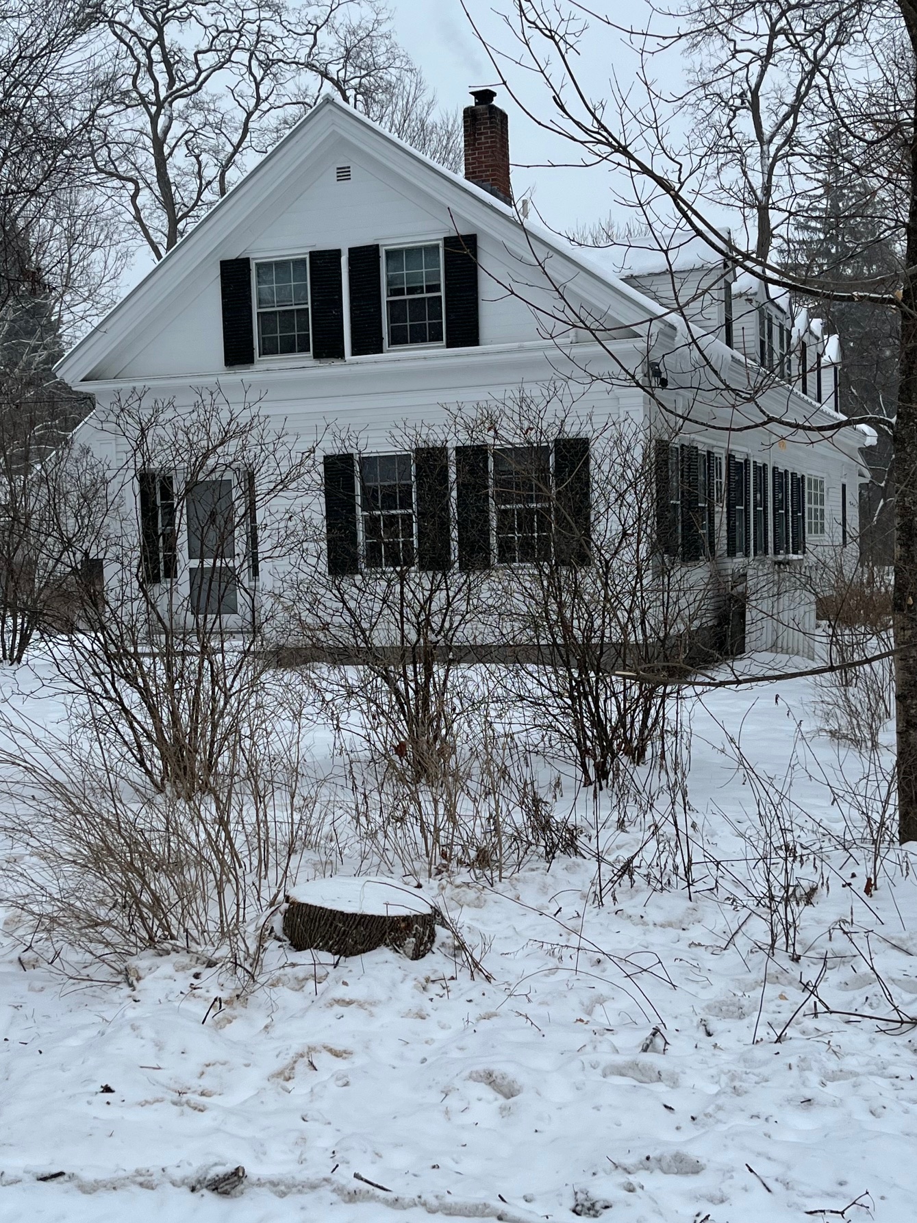 A clean-cut stump is the only remnant of the EAB-infested ash tree at 17 Elm Street after Longto Tree Service's efficient and tidy removal work, 6 February 2025