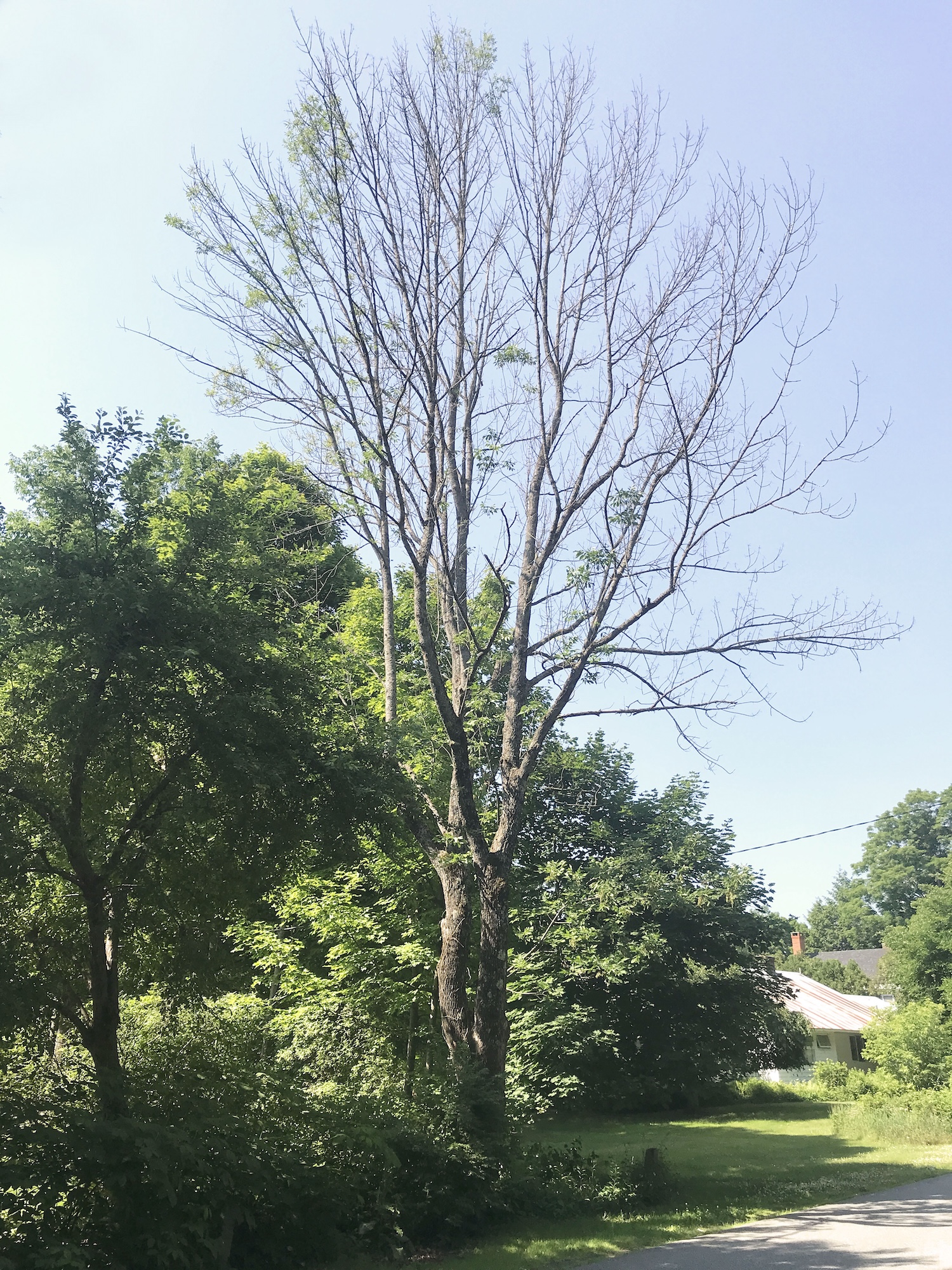 Nearly-dead ash within the town right-of-way (ROW) along Elm Street, showing extensive canopy dieback.