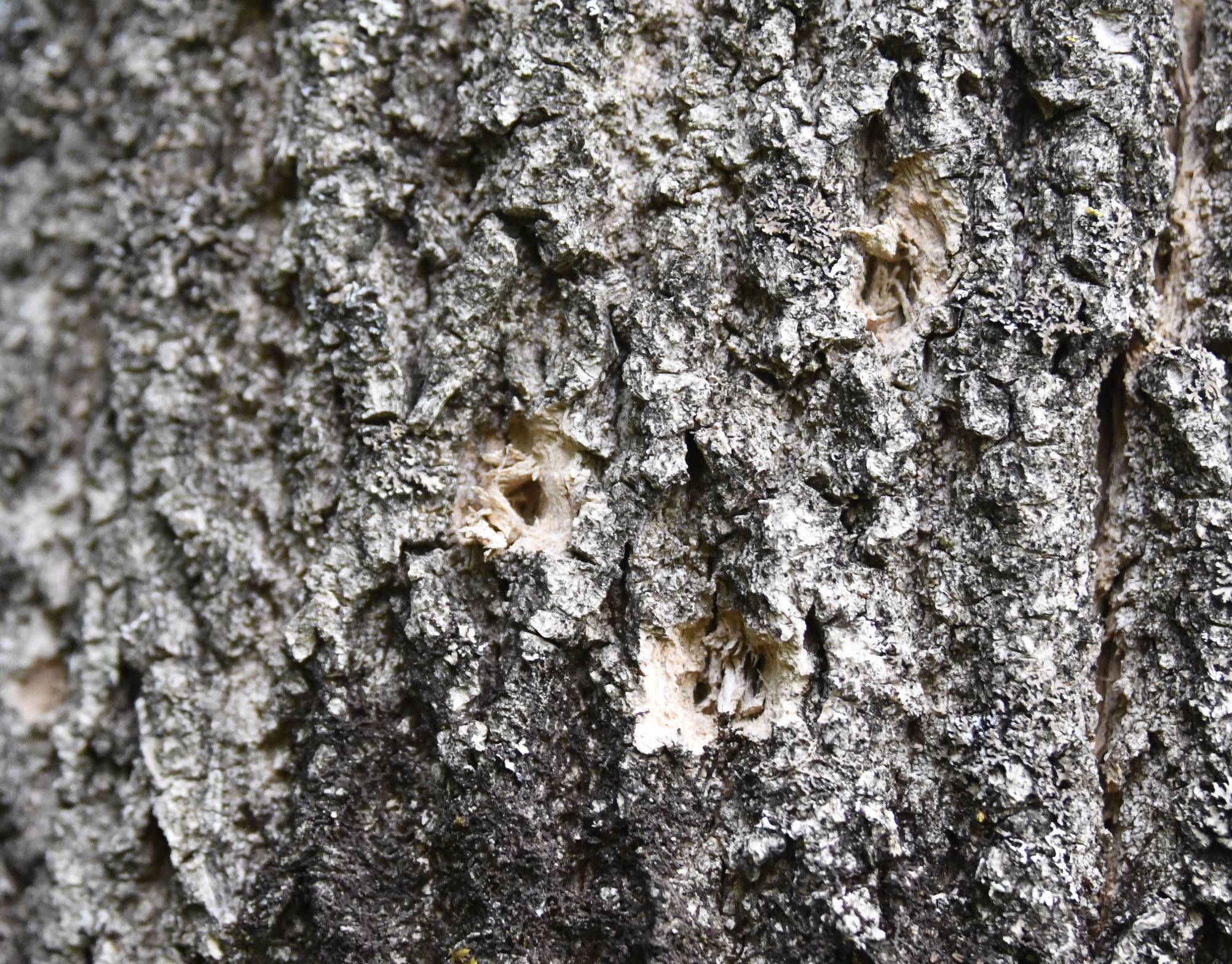 A typical D-shaped exit hole created by an emerging adult EAB, adjacent to holes likely created by a woodpecker seeking larvae to eat. Photo taken at about 4 feet above ground level on the tree shown in the next photo.