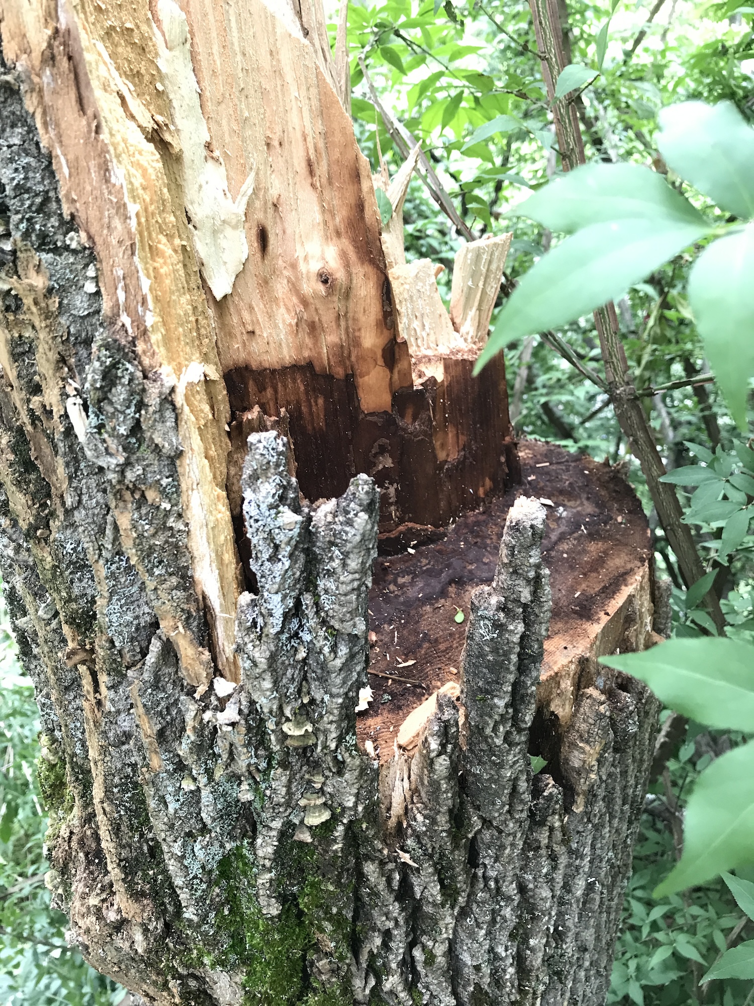 An EAB-killed ash in which the wood cracked and became brittle; the horizontal crack is a fracture – not a cut – which may have led to breakage of the trunk and the tree falling across power lines into a road.