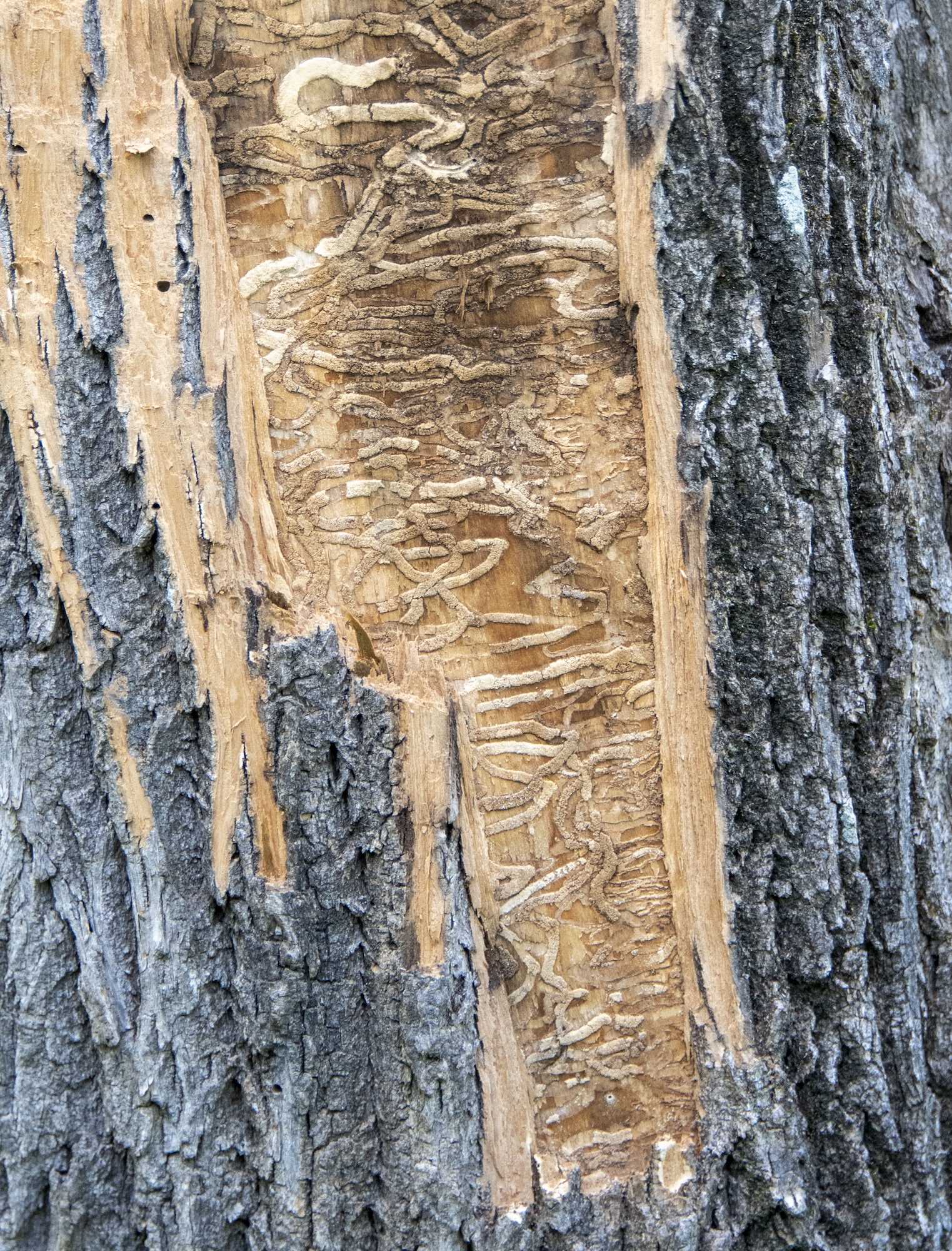 Sinuous galleries created beneath White Ash bark by feeding larvae; several D-shaped exit holes made by emerging adults are also visible.