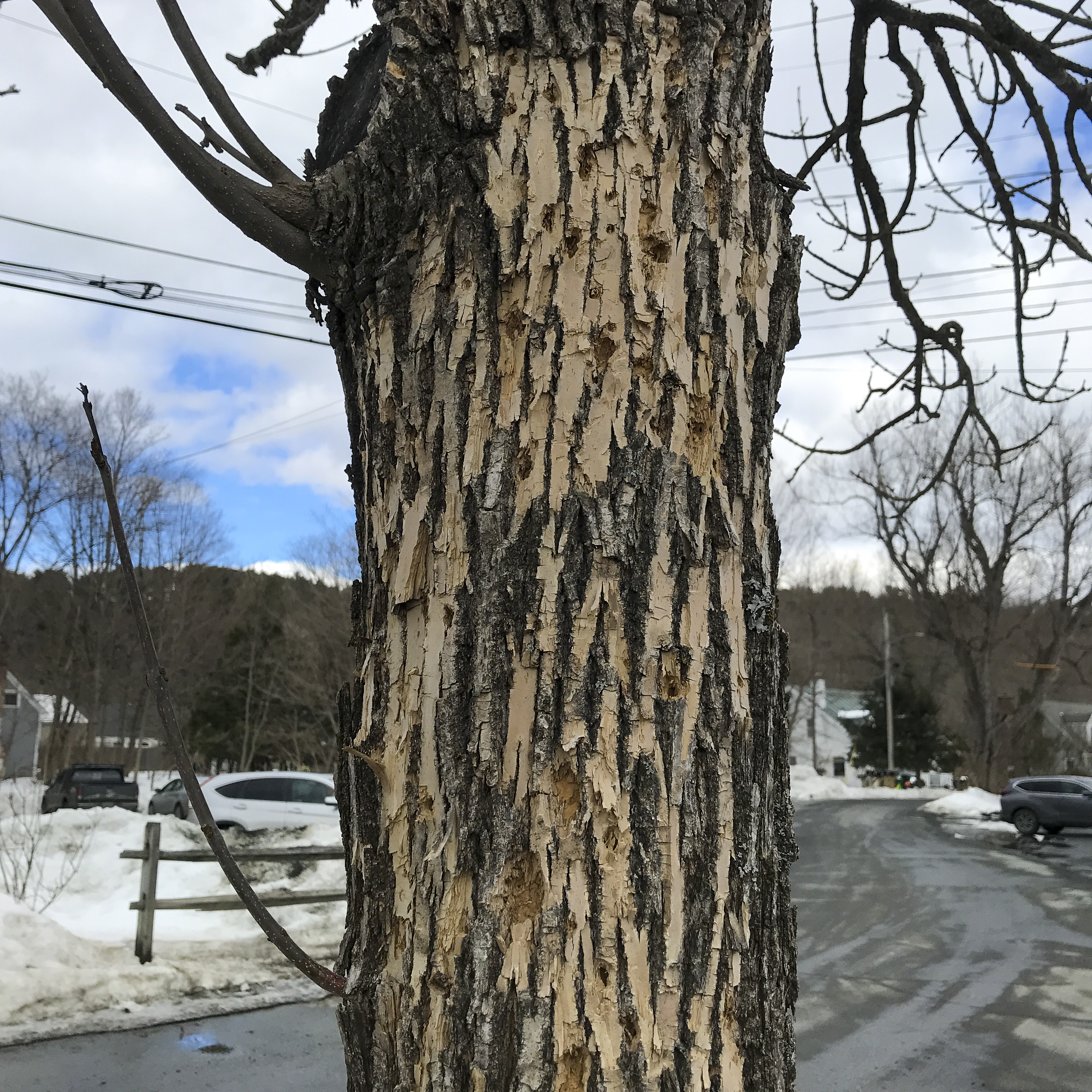 Lower trunk detail for the smaller of two green ash (Fraxinus pennsylvanica) behind Ledyard Bank on Main St. in Norwich. Note flecking and blonding by woodpeckers, likely seeking EAB larvae.