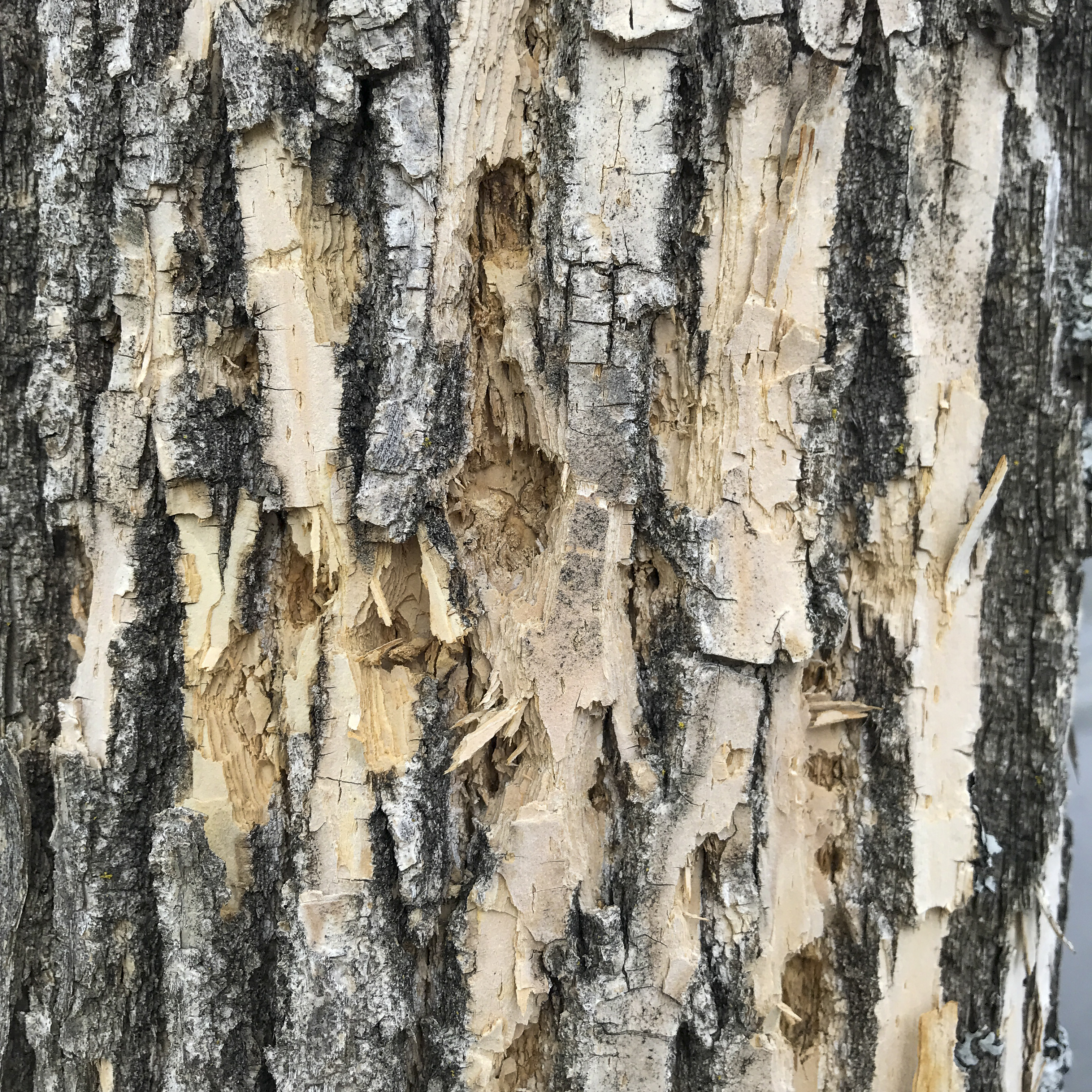 Additional lower trunk detail for the smaller of two green ash (Fraxinus pennsylvanica) behind Ledyard Bank on Main St. in Norwich. Note flecking and blonding by woodpeckers, likely seeking EAB larvae. By the end of May, D-shaped exit holes may appear as adults emerge.