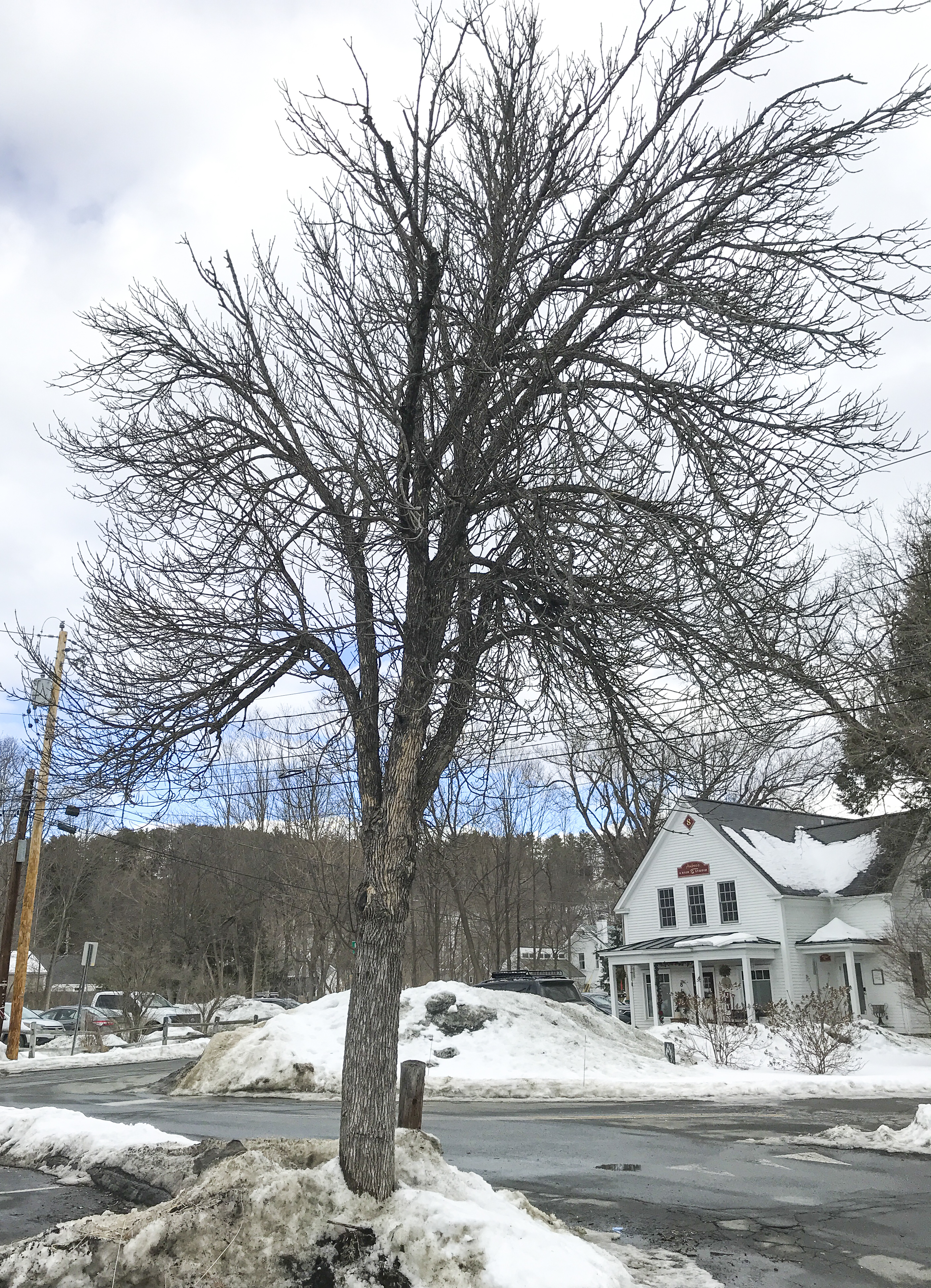 The larger of two green ash (Fraxinus pennsylvanica) behind Ledyard Bank on Main St. in Norwich. Green ash are generally among the healthiest of our ash species, and these two trees show little sign of canopy dieback associated with EAB infestation. However, in all of these photos note sections of light tan-colored bark, typically termed “blonding”. Blonding this extensive on the lower trunk typically indicates an advanced EAB infestation, in which case the trees are likely doomed. Flecking of bark by woodpeckers causes blonding, as they search for and eat EAB larvae over-wintering just beneath the bark. Such activity commonly occurs in winter and early spring, especially on the south side of trees.