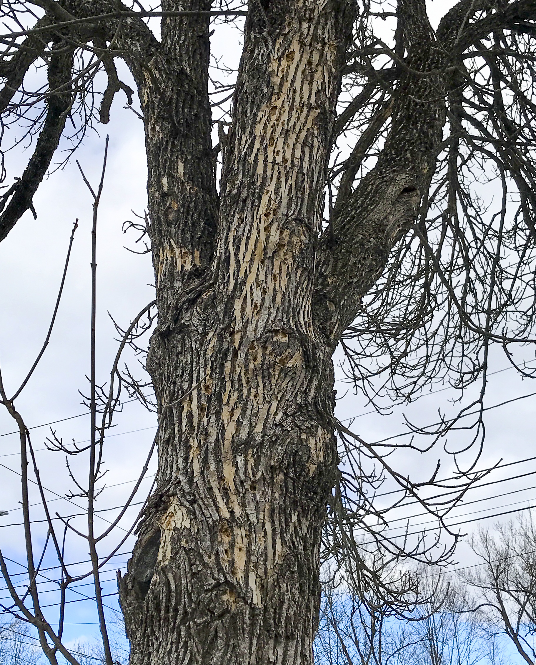 Lower trunk detail for the larger of two green ash (Fraxinus pennsylvanica) behind Ledyard Bank on Main St. in Norwich. Note flecking and blonding by woodpeckers, likely seeking EAB larvae. By the end of May, D-shaped exit holes may appear as adults emerge.