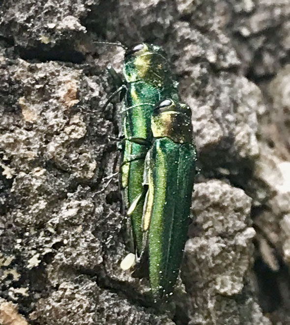 Emerald ash borers mating on the bark surface of the ash shown in image #8.