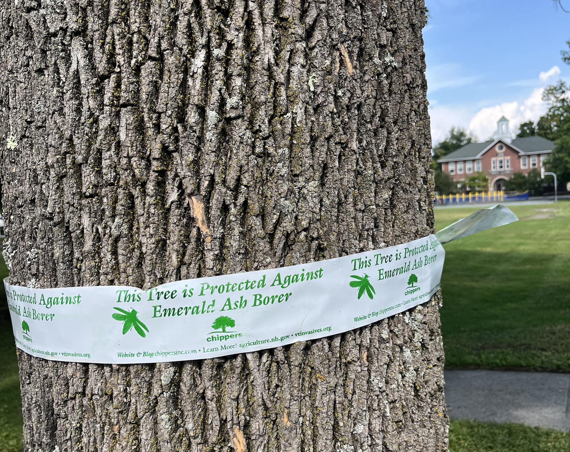 Healthy ash tree near the bandstand on Marion Cross school property, treated by stem injection with Emamectin benzoate.