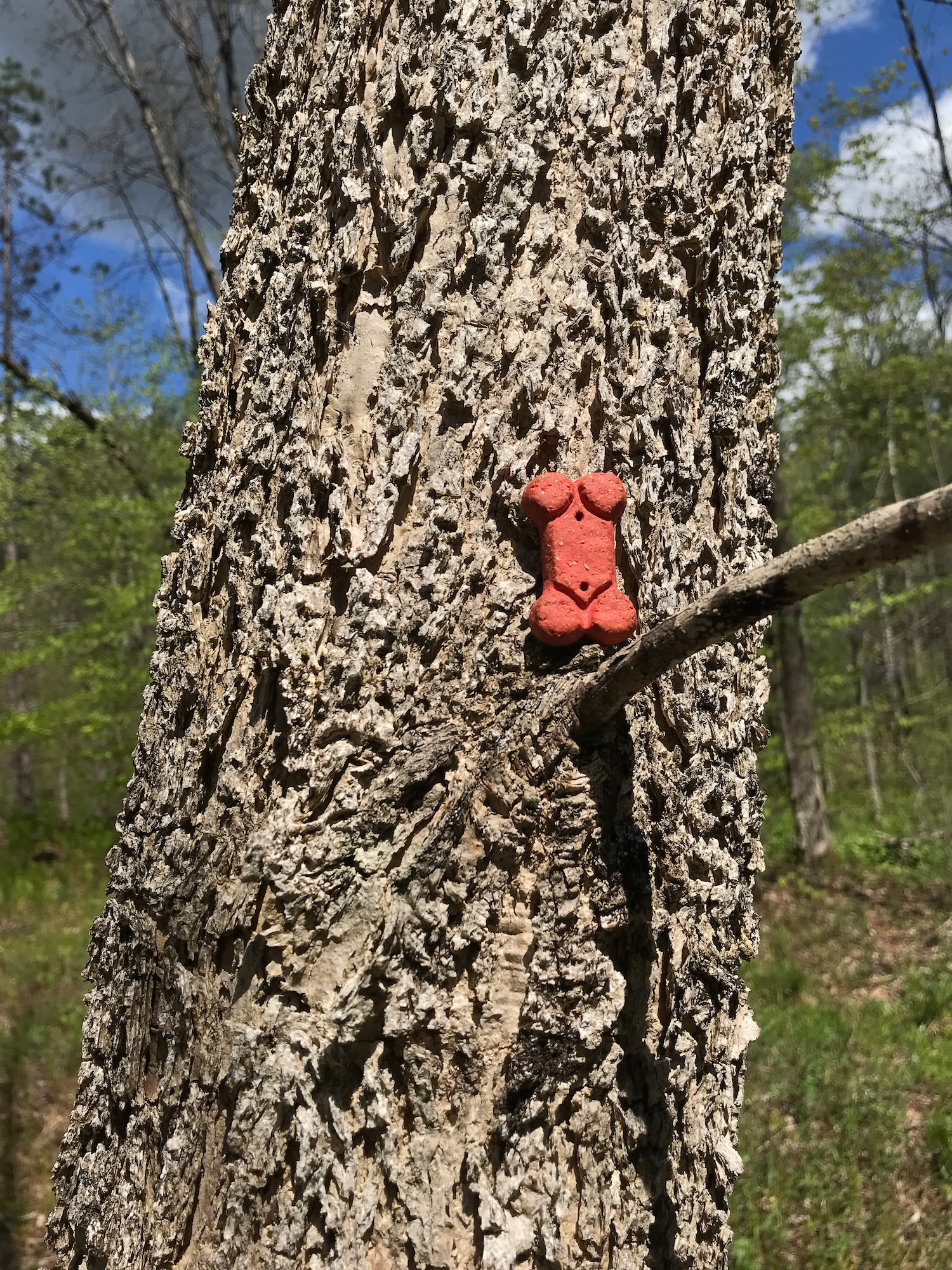 Bark of a healthy Black Ash (13” diameter) along the Bill Ballard Trail. The bark of this species feels soft and distinctly cork-like.