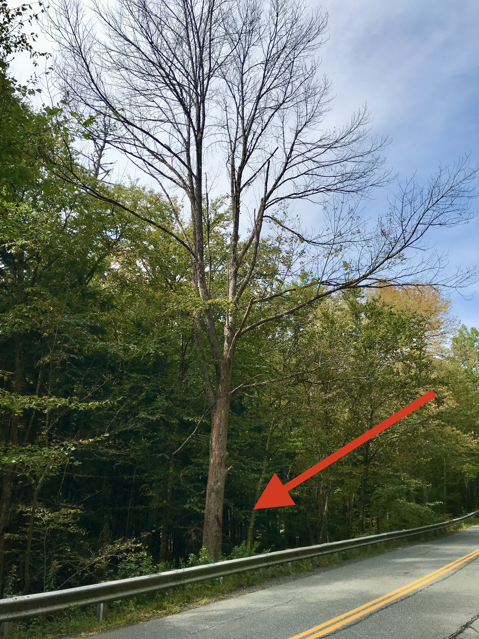 High-risk ash tree within the Beaver Meadow Road right-of-way, marked by a Norwich tree warden for cutting as soon as possible.