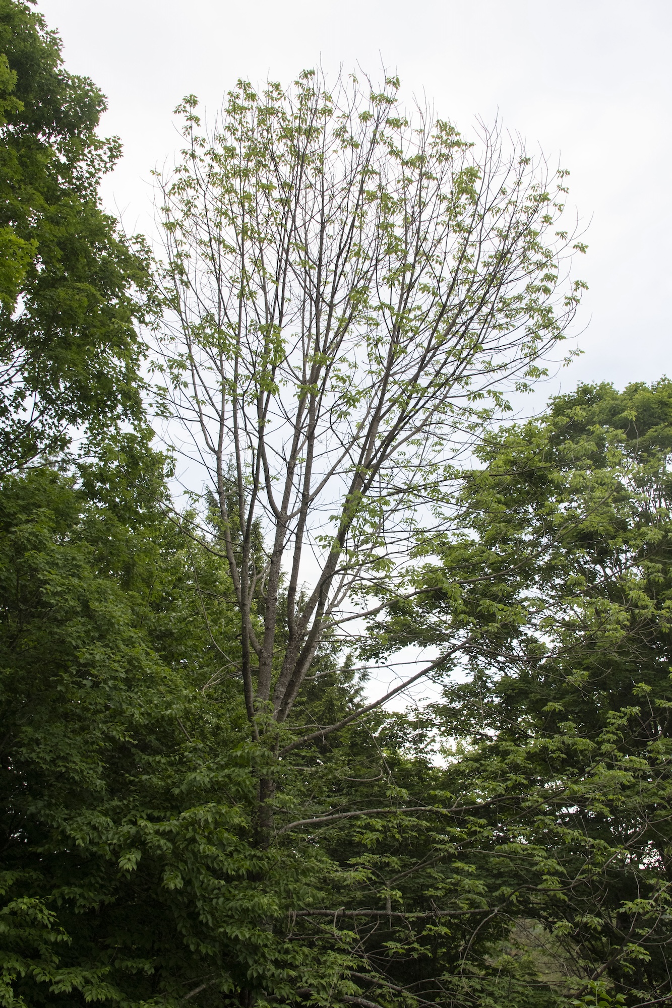 Ash tree with rather uniform canopy dieback (thinning) due to an EAB infestation. The tree was subsequently cut while the wood was still solid.