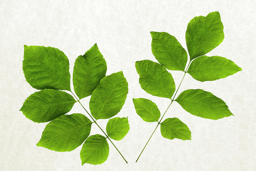 Two compound leaves of a White Ash, which typically have an odd number of 5-9 leaflets arranged on either side of the stem (i.e., pinnately compound).