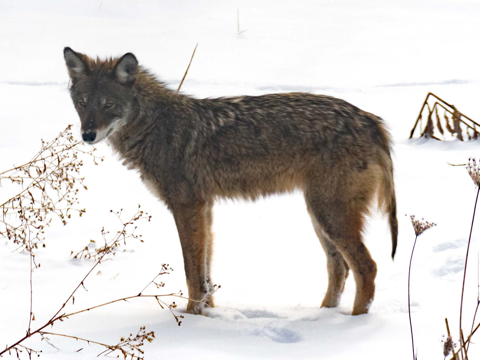Vermont coyote.