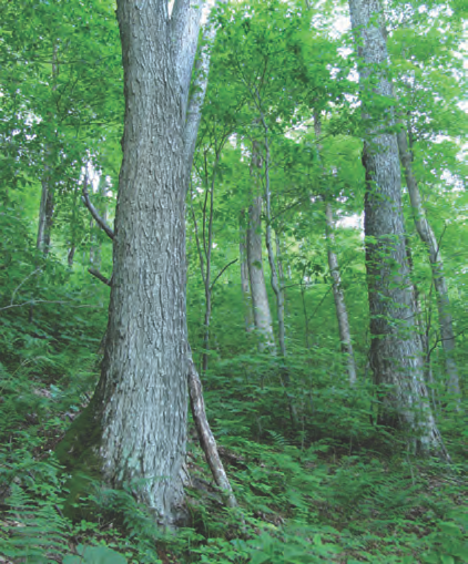 Sugar maple core forest.