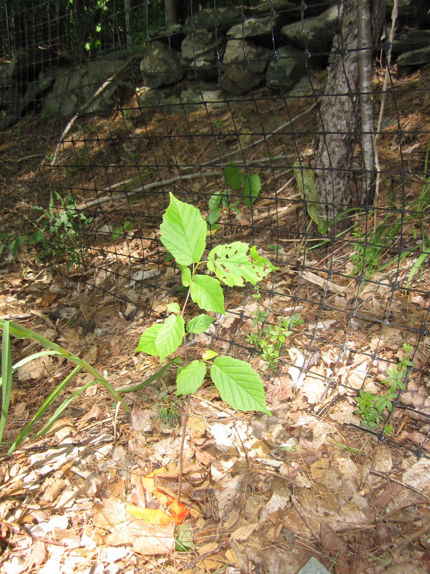 Some newly planted American hazelnut (Corylus americana).